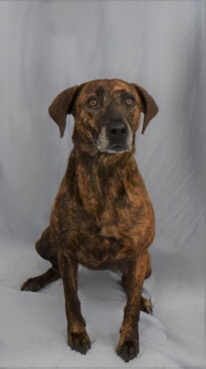 Tilly is full of energy curiosity and heart She loves exploring trails splashing in streams and