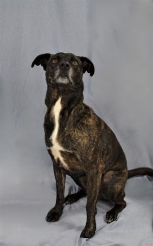 Introducing Betty the one-of-a-kind Boxer mix whos been waiting for her forever home since October