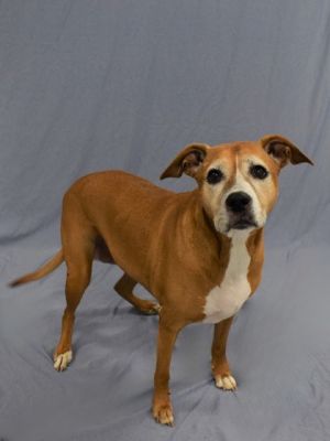 Rhea 1510-24 Boxer Dog