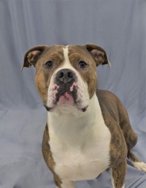 Spike 1042-24 Pit Bull Terrier Dog
