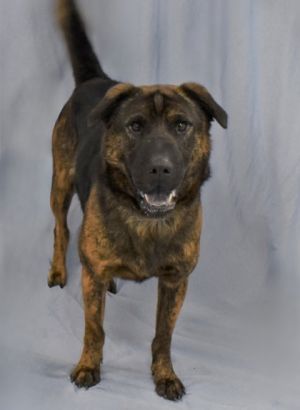 Zeus 1416-24 Shepherd Dog