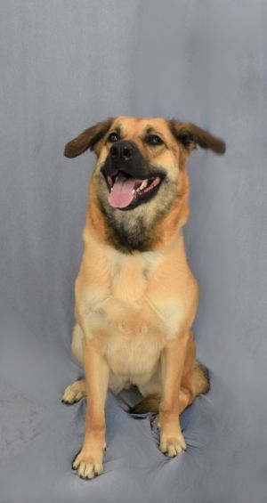 Meet Thin Mint - the sweetest treat youll ever meet This playful and affectionate Shepherd mix lov