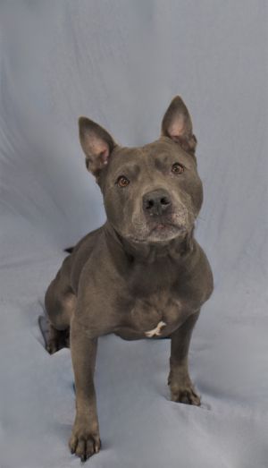 Meet Creed the eight-year-old Pit Mix whose zest for life is simply contagious With a perpetual sm