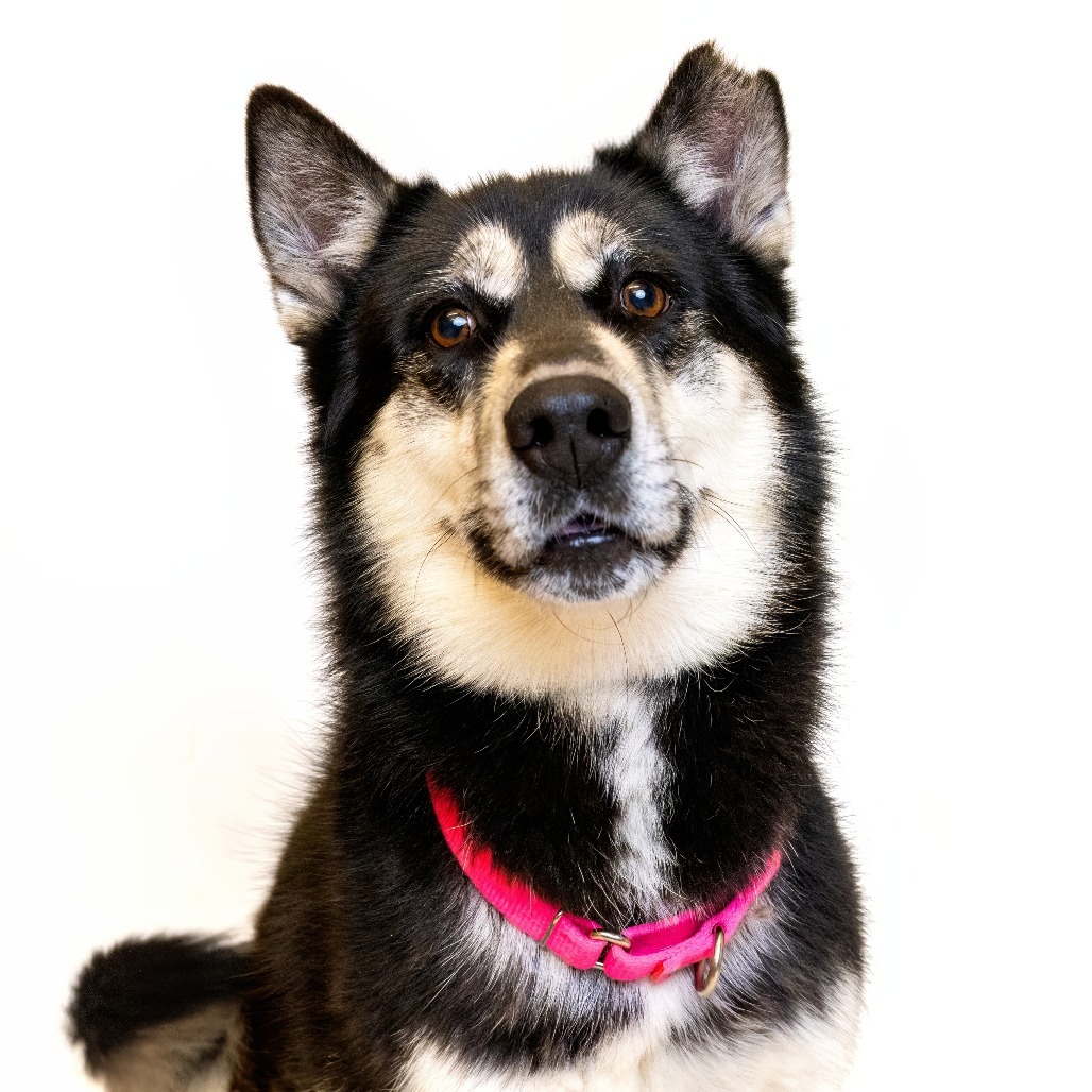 Paige, an adoptable Mixed Breed in Great Falls, MT, 59404 | Photo Image 1