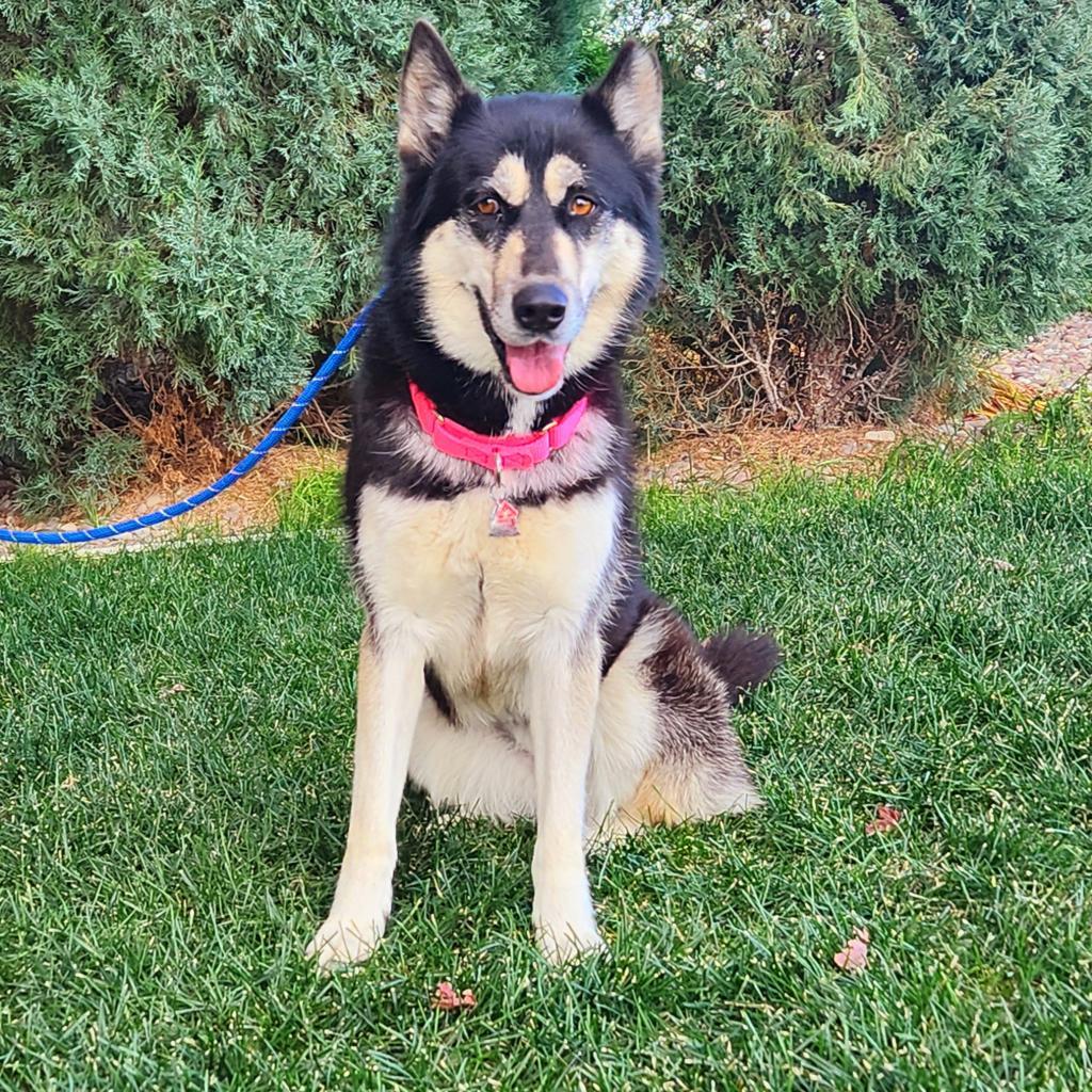 Paige, an adoptable Mixed Breed in Great Falls, MT, 59404 | Photo Image 2