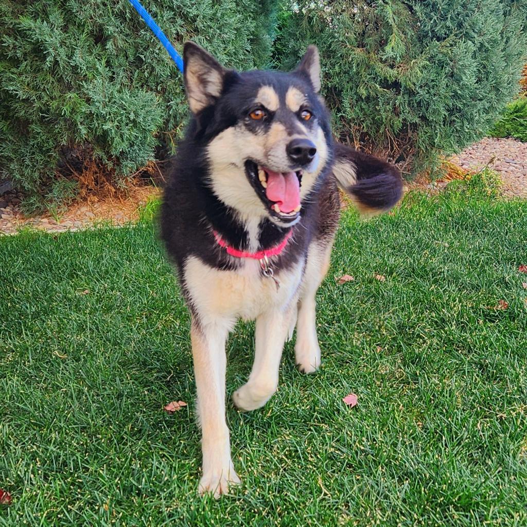 Paige, an adoptable Mixed Breed in Great Falls, MT, 59404 | Photo Image 4