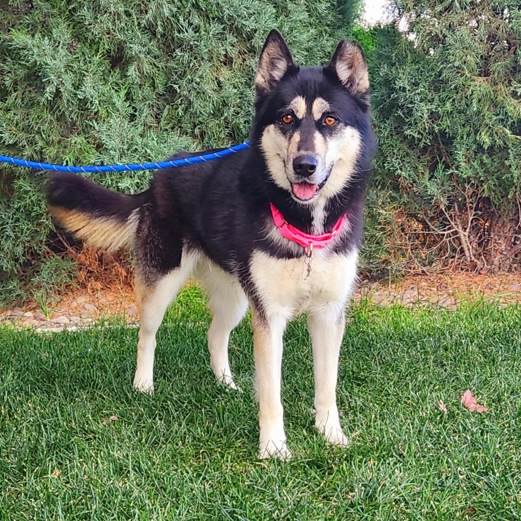 Paige, an adoptable Mixed Breed in Great Falls, MT, 59404 | Photo Image 6