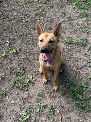 Lara -IN FOSTER Mixed Breed Dog