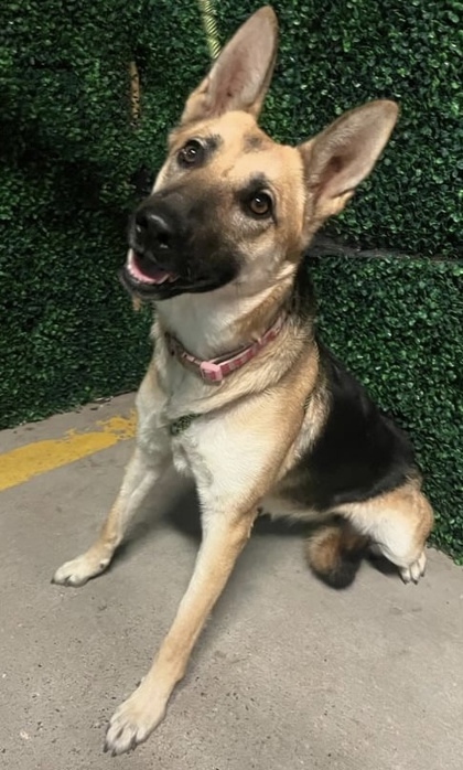 Dog For Adoption - Tahlia*, A German Shepherd Dog Mix In El Paso, Tx 