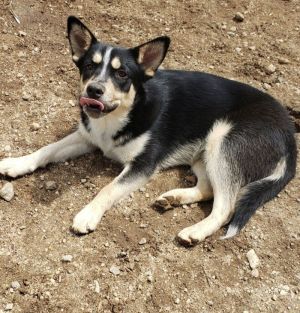 Cody, Baby Male Australian Shepherd