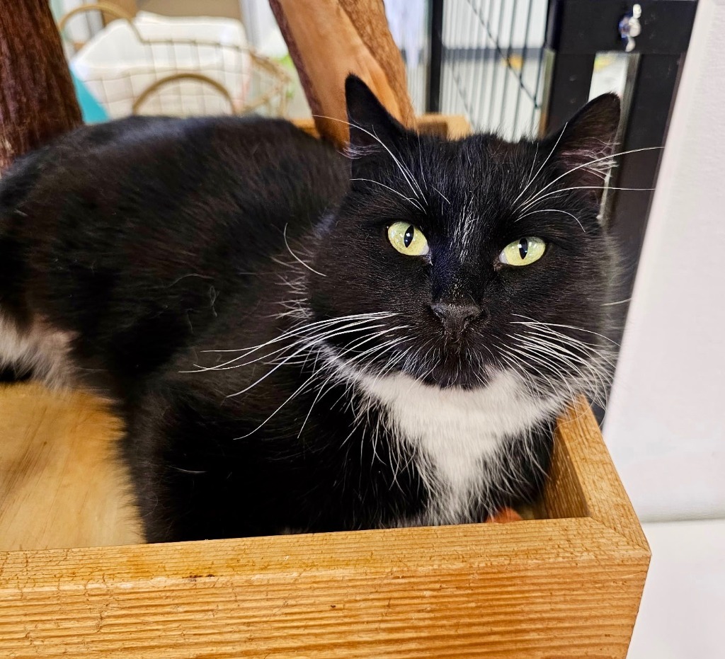 Lola, an adoptable Domestic Short Hair in Heber City, UT, 84032 | Photo Image 1