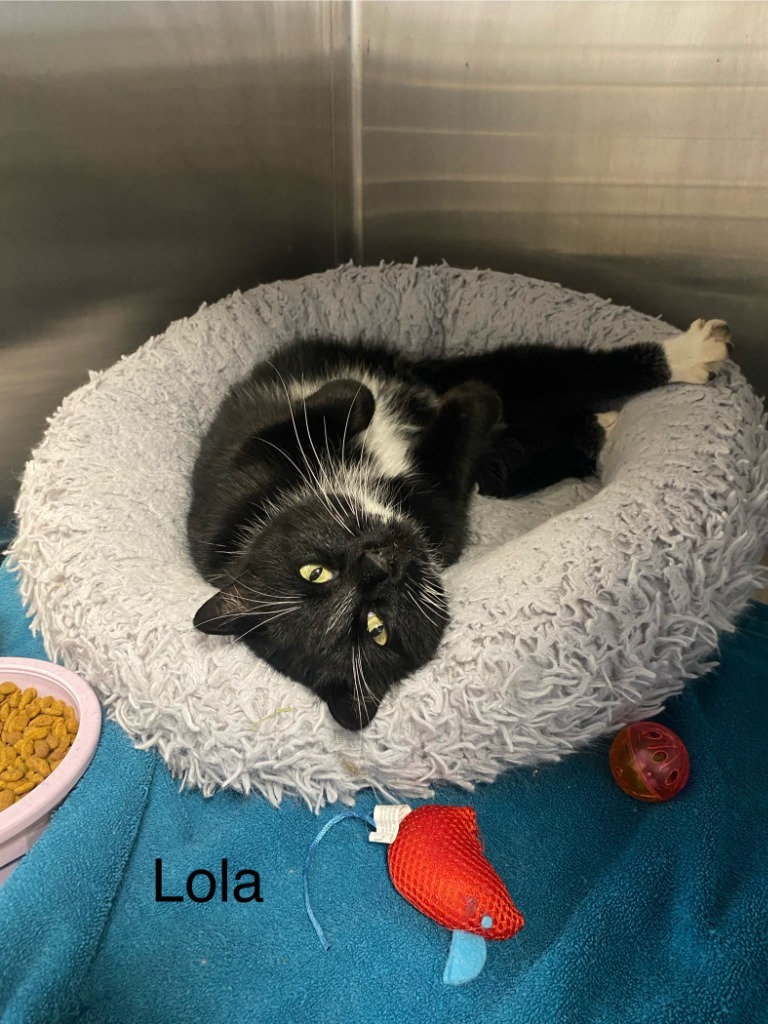 Lola, an adoptable Domestic Short Hair in Heber City, UT, 84032 | Photo Image 2