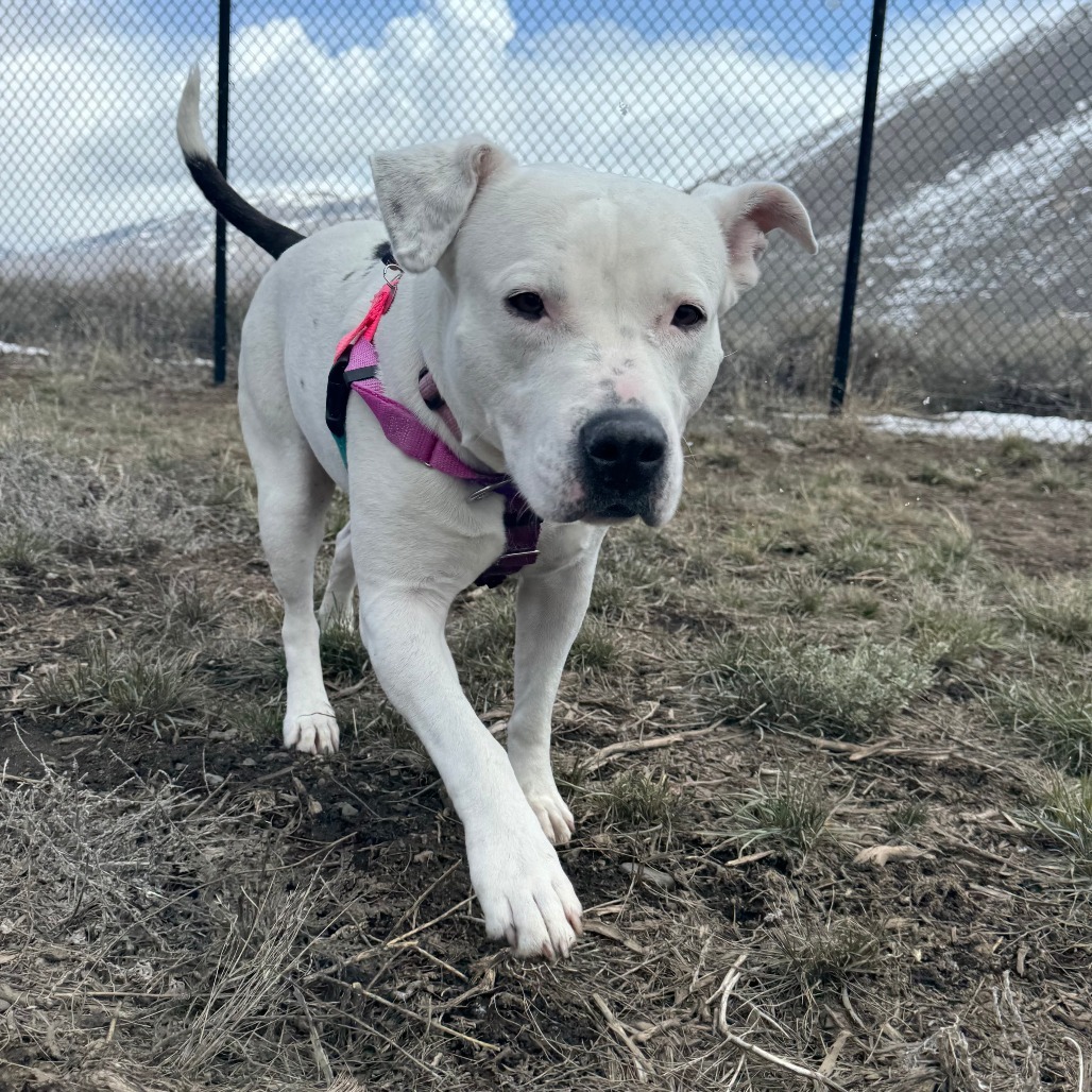 Stormi, an adoptable Mixed Breed in Hailey, ID, 83333 | Photo Image 1