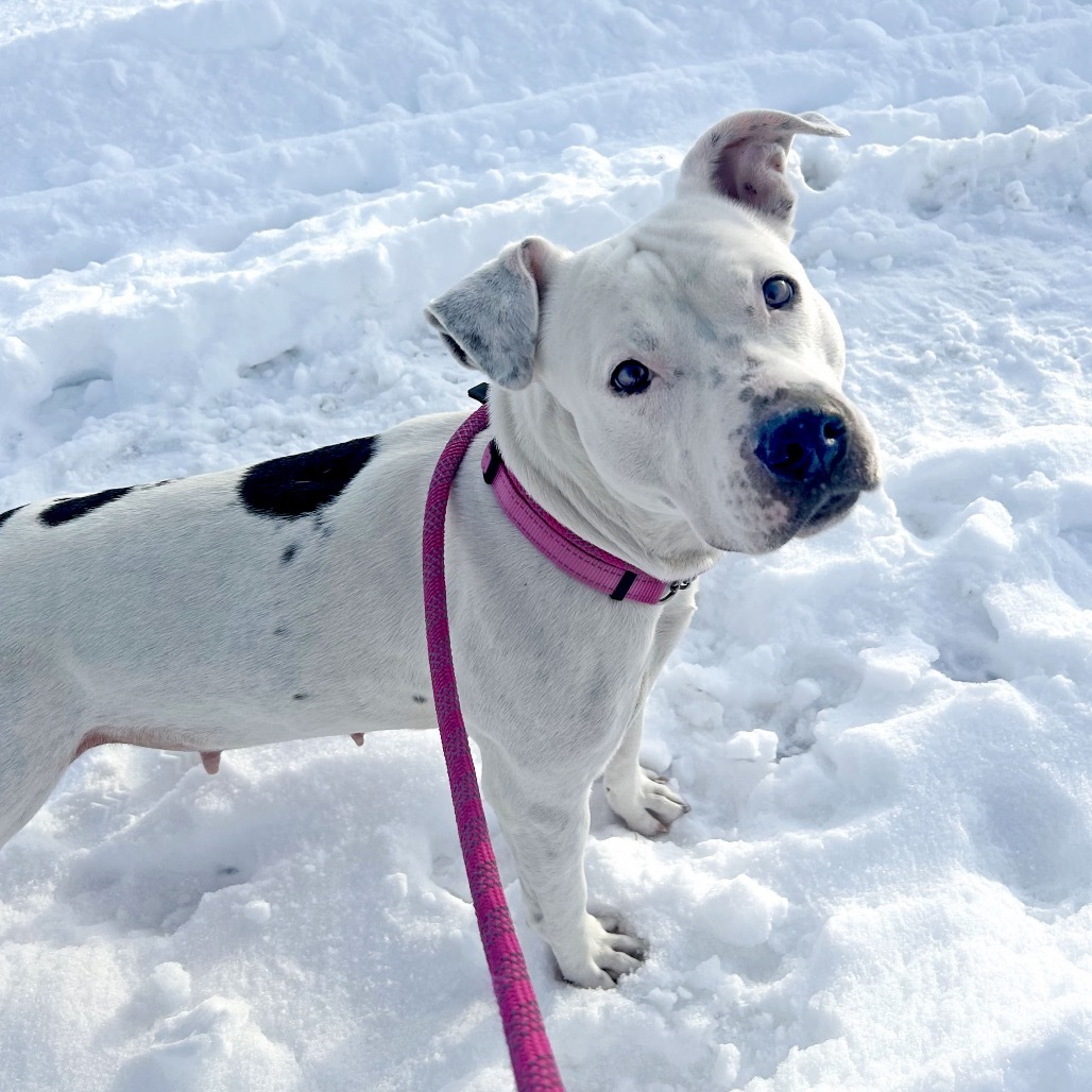 Stormi, an adoptable Mixed Breed in Hailey, ID, 83333 | Photo Image 2