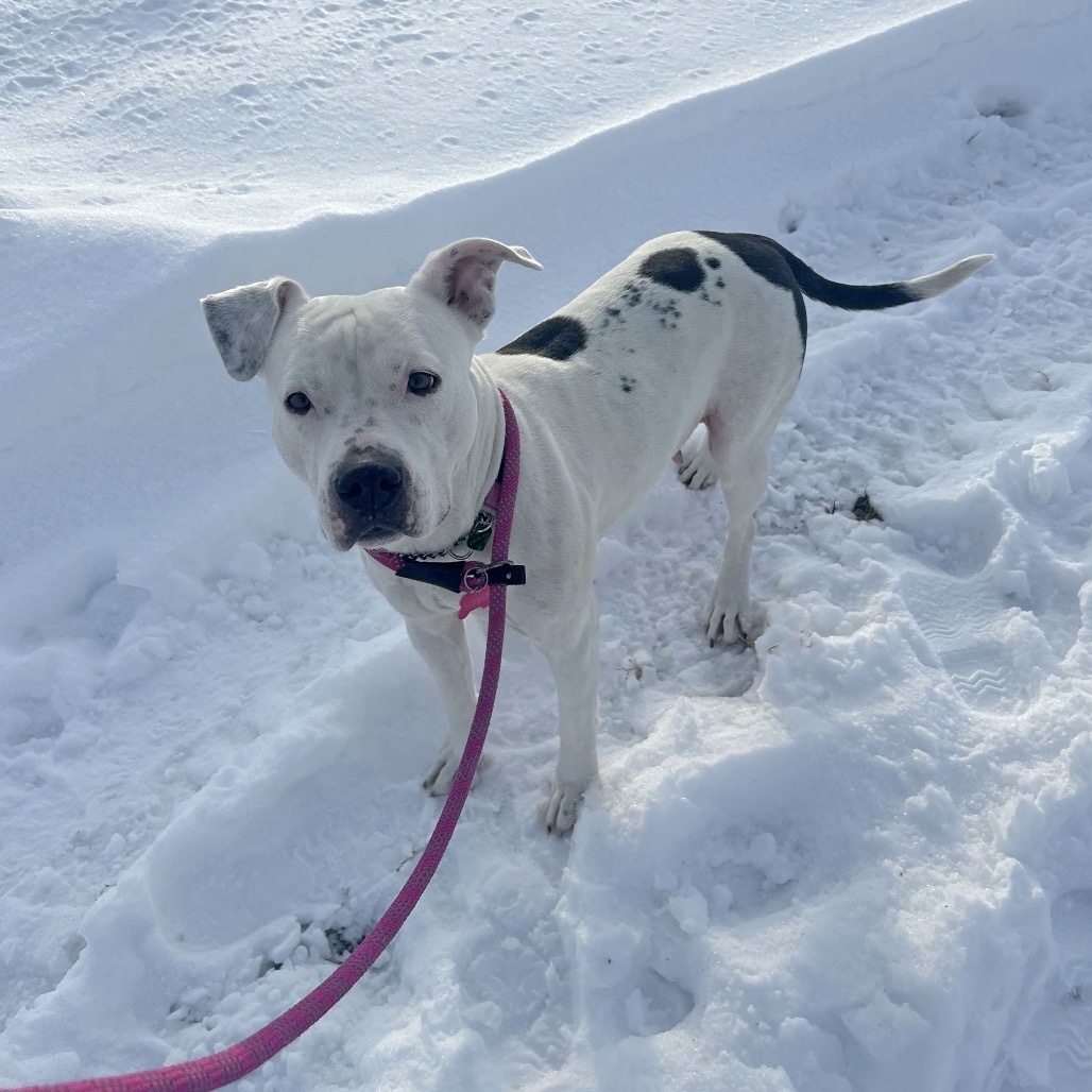Stormi, an adoptable Mixed Breed in Hailey, ID, 83333 | Photo Image 4