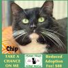 Chip photo 1