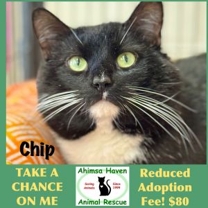 Chip