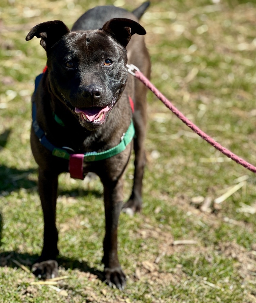 Nigel, an adoptable Feist, Labrador Retriever in Burnsville, NC, 28714 | Photo Image 1