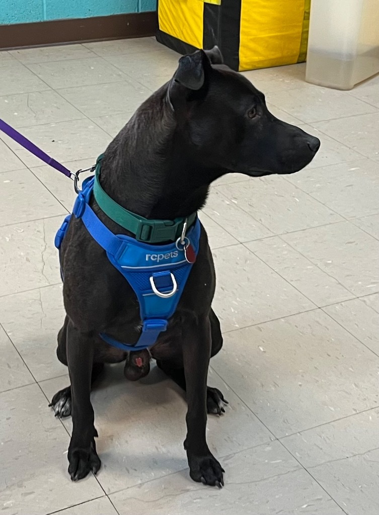 Nigel, an adoptable Feist, Labrador Retriever in Burnsville, NC, 28714 | Photo Image 2