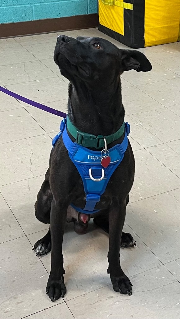 Nigel, an adoptable Feist, Labrador Retriever in Burnsville, NC, 28714 | Photo Image 3