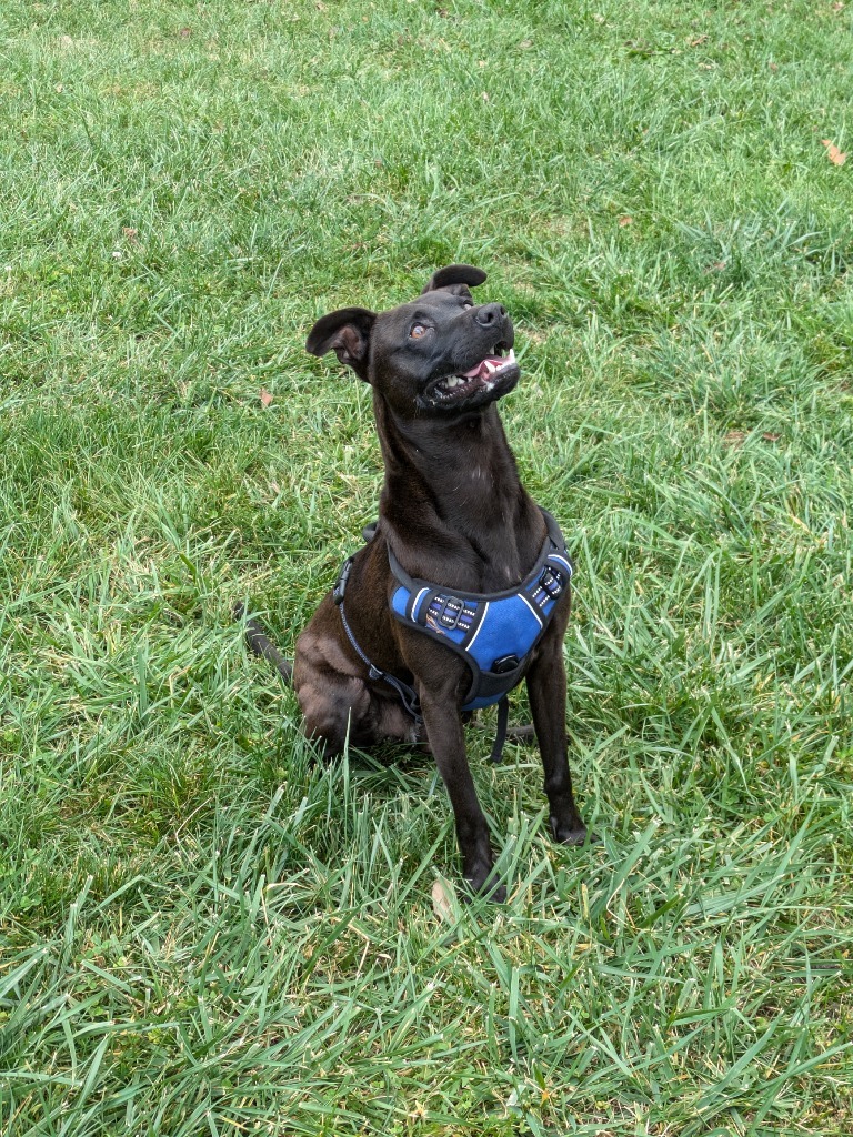 Nigel, an adoptable Feist, Labrador Retriever in Burnsville, NC, 28714 | Photo Image 4