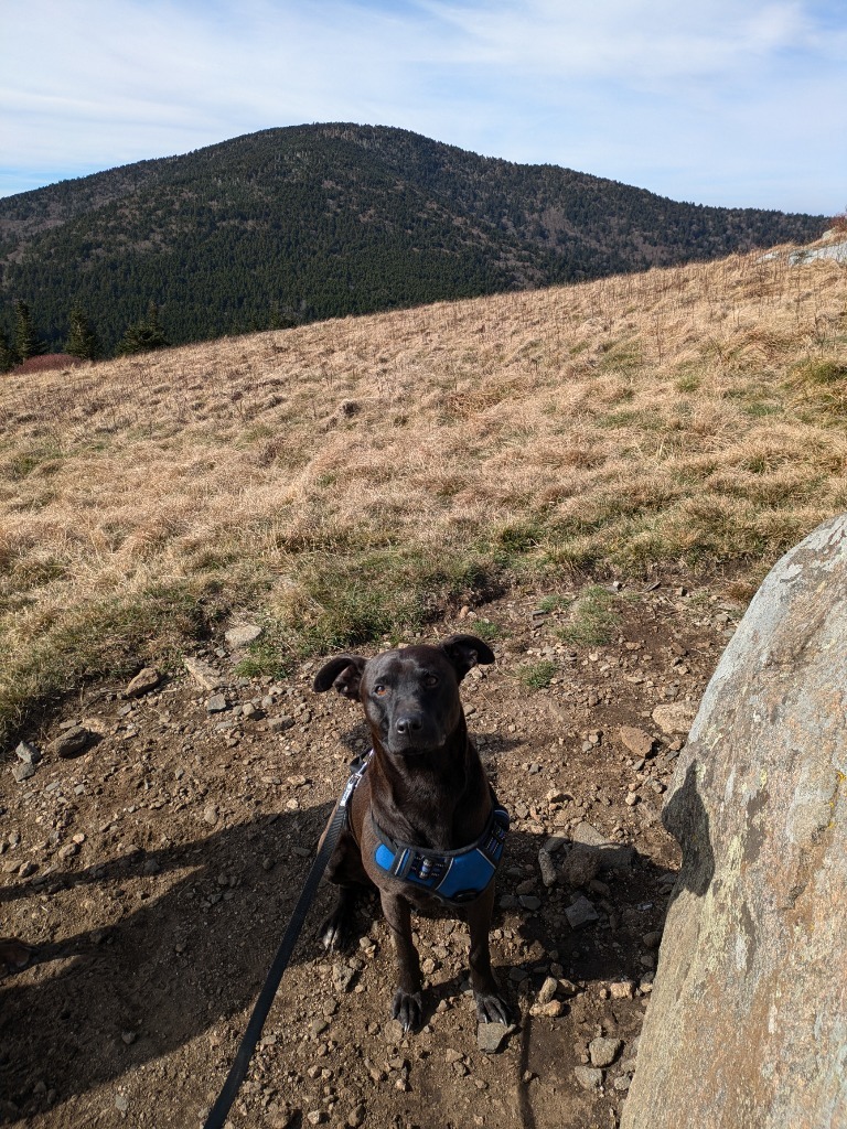 Nigel