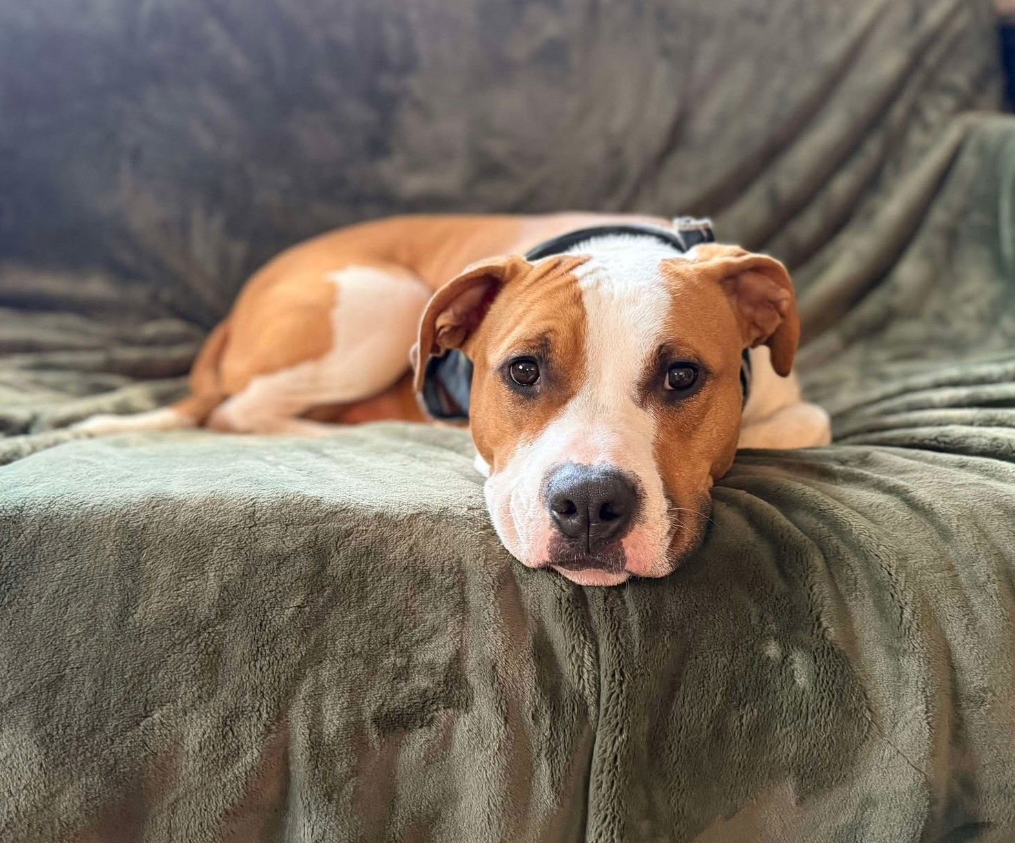 Archie