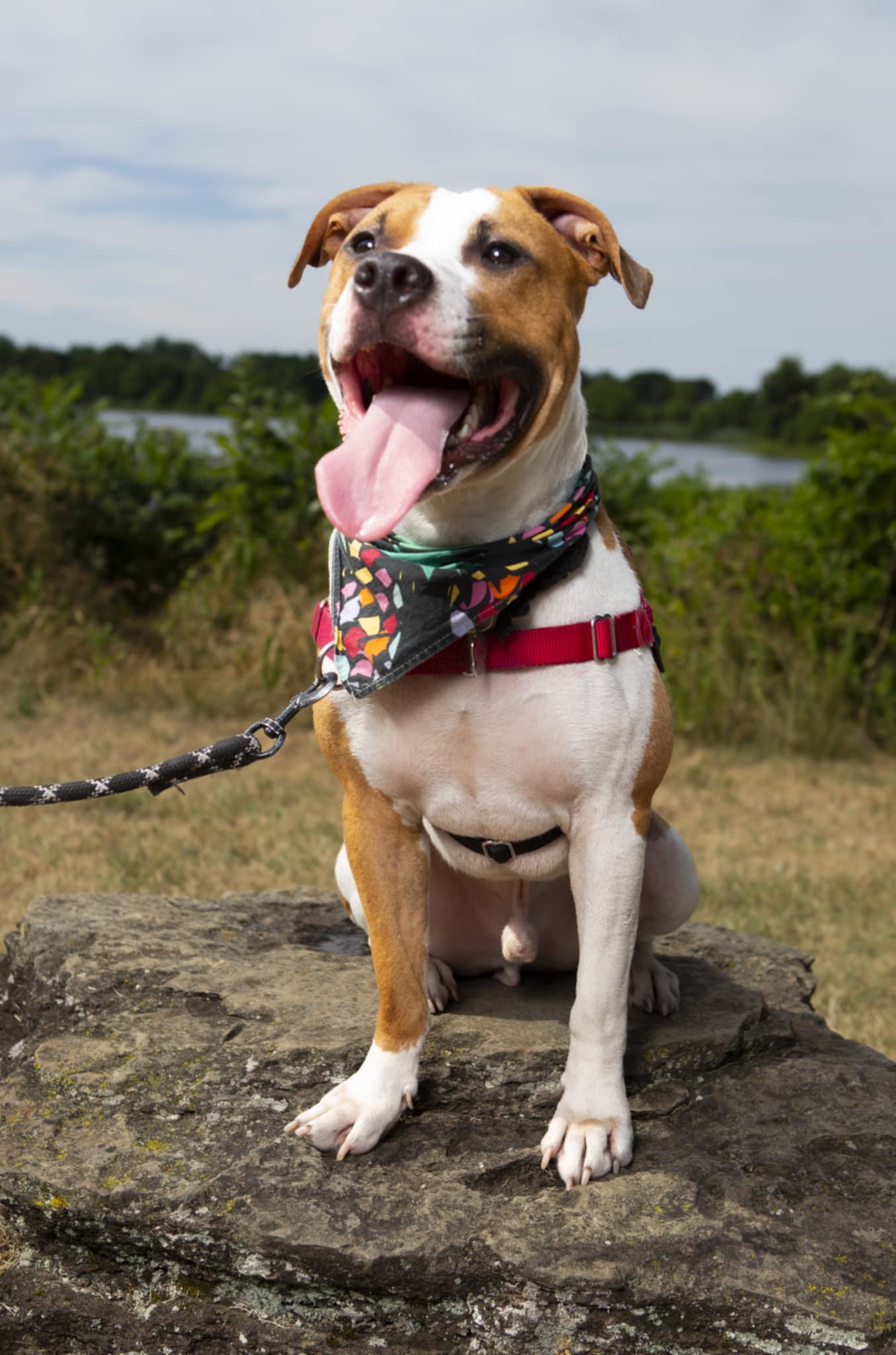Archie