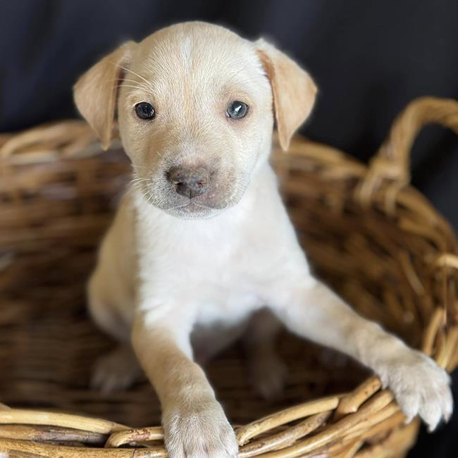 Ice Age Pup - Soto