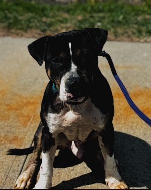 Leo (Petey) Terrier Dog