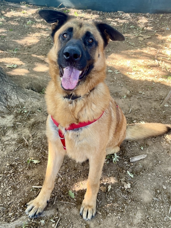Champion, an adoptable German Shepherd Dog in Santa Rosa, CA, 95401 | Photo Image 1