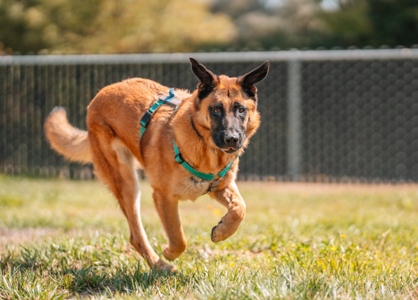 Champion, an adoptable German Shepherd Dog in Santa Rosa, CA, 95401 | Photo Image 1