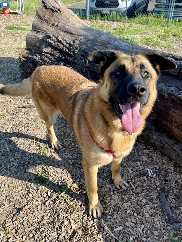 Champion, an adoptable German Shepherd Dog in Santa Rosa, CA, 95401 | Photo Image 2