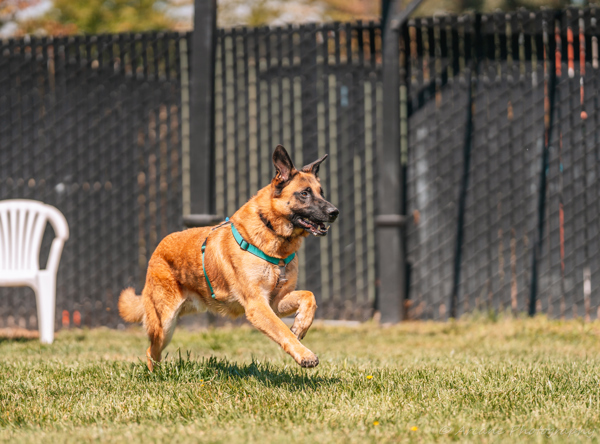 Champion, an adoptable German Shepherd Dog in Santa Rosa, CA, 95401 | Photo Image 2