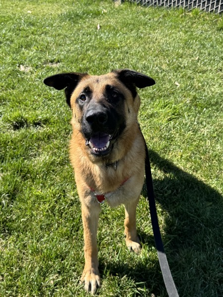Champion, an adoptable German Shepherd Dog in Santa Rosa, CA, 95401 | Photo Image 3