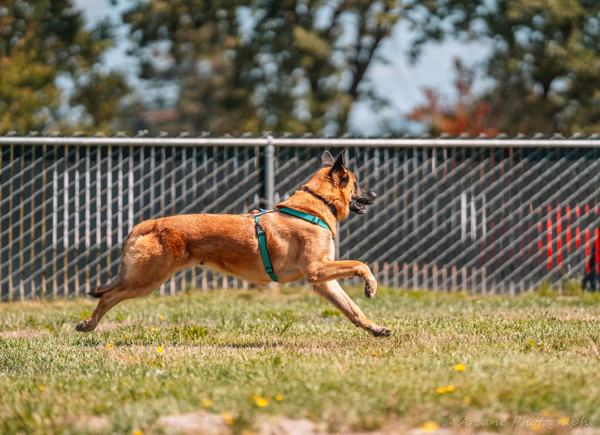 Champion, an adoptable German Shepherd Dog in Santa Rosa, CA, 95401 | Photo Image 3