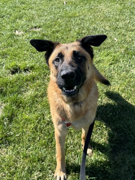 Champion, an adoptable German Shepherd Dog in Santa Rosa, CA, 95401 | Photo Image 4