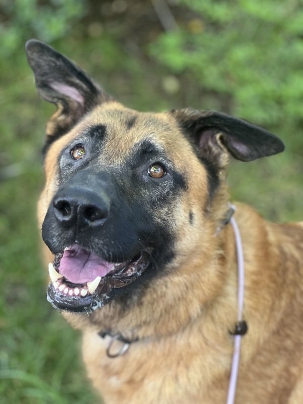 Champion, an adoptable German Shepherd Dog in Santa Rosa, CA, 95401 | Photo Image 4