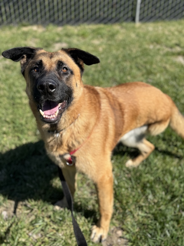 Champion, an adoptable German Shepherd Dog in Santa Rosa, CA, 95401 | Photo Image 5