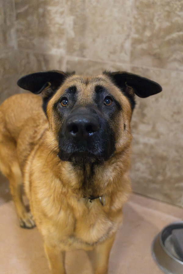 Champion, an adoptable German Shepherd Dog in Santa Rosa, CA, 95401 | Photo Image 5
