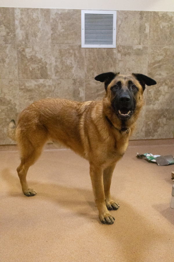 Champion, an adoptable German Shepherd Dog in Santa Rosa, CA, 95401 | Photo Image 6