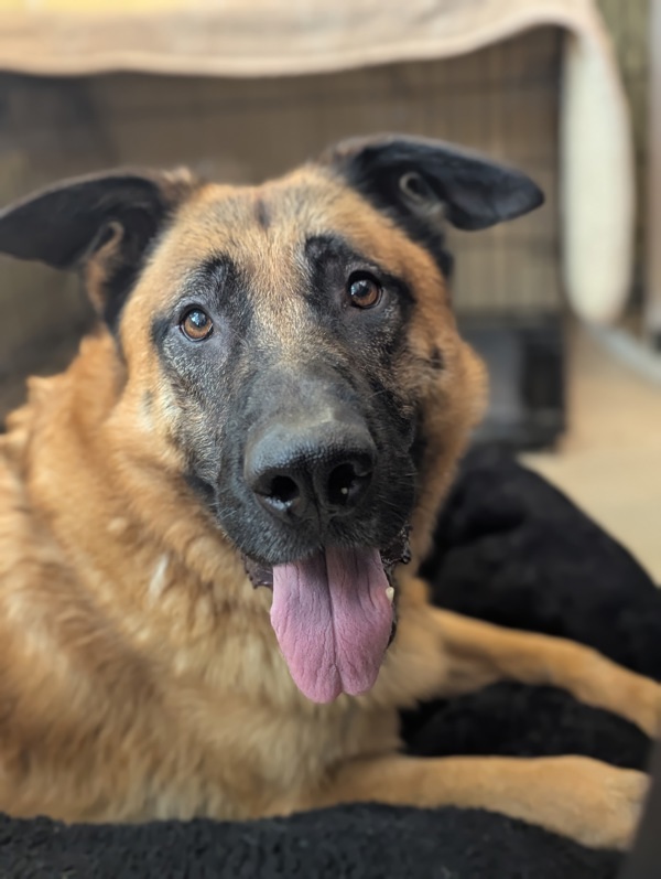 Champion, an adoptable German Shepherd Dog in Santa Rosa, CA, 95401 | Photo Image 6