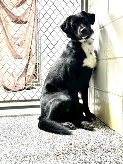 Sye (sponsored), an adoptable Australian Shepherd, Labrador Retriever in Rhinelander, WI, 54501 | Photo Image 1