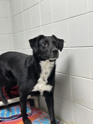 Sye (sponsored), an adoptable Australian Shepherd, Labrador Retriever in Rhinelander, WI, 54501 | Photo Image 1