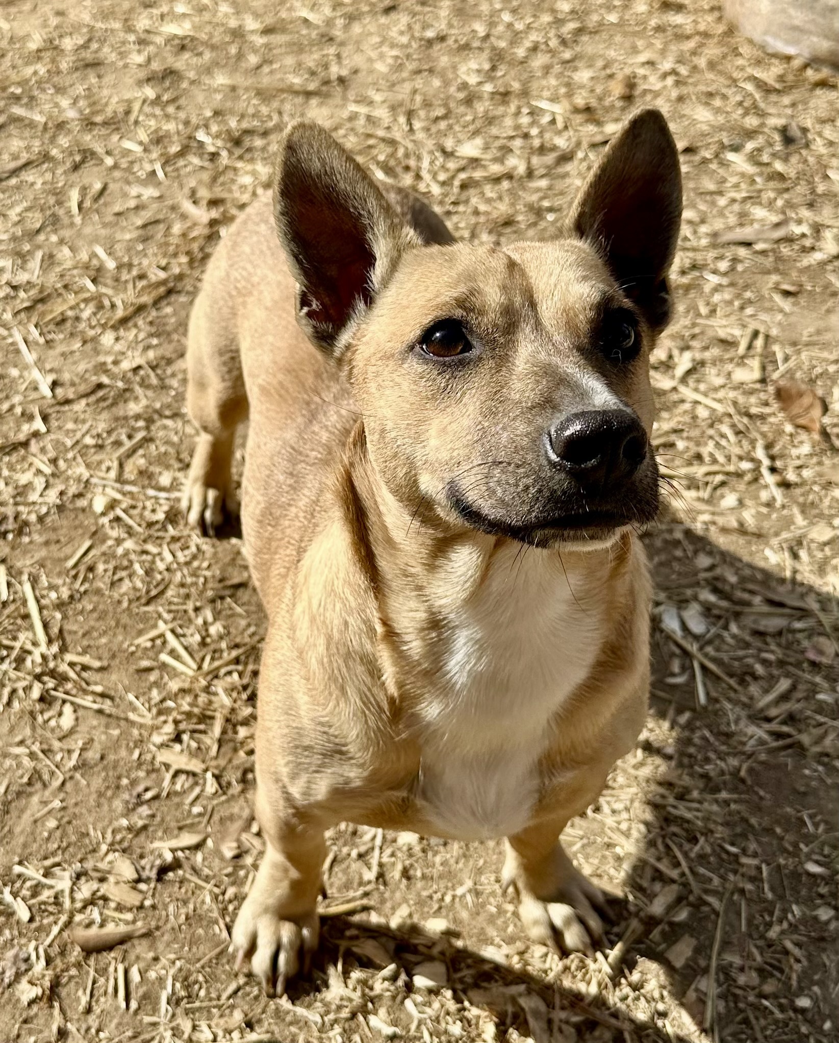 Hazel