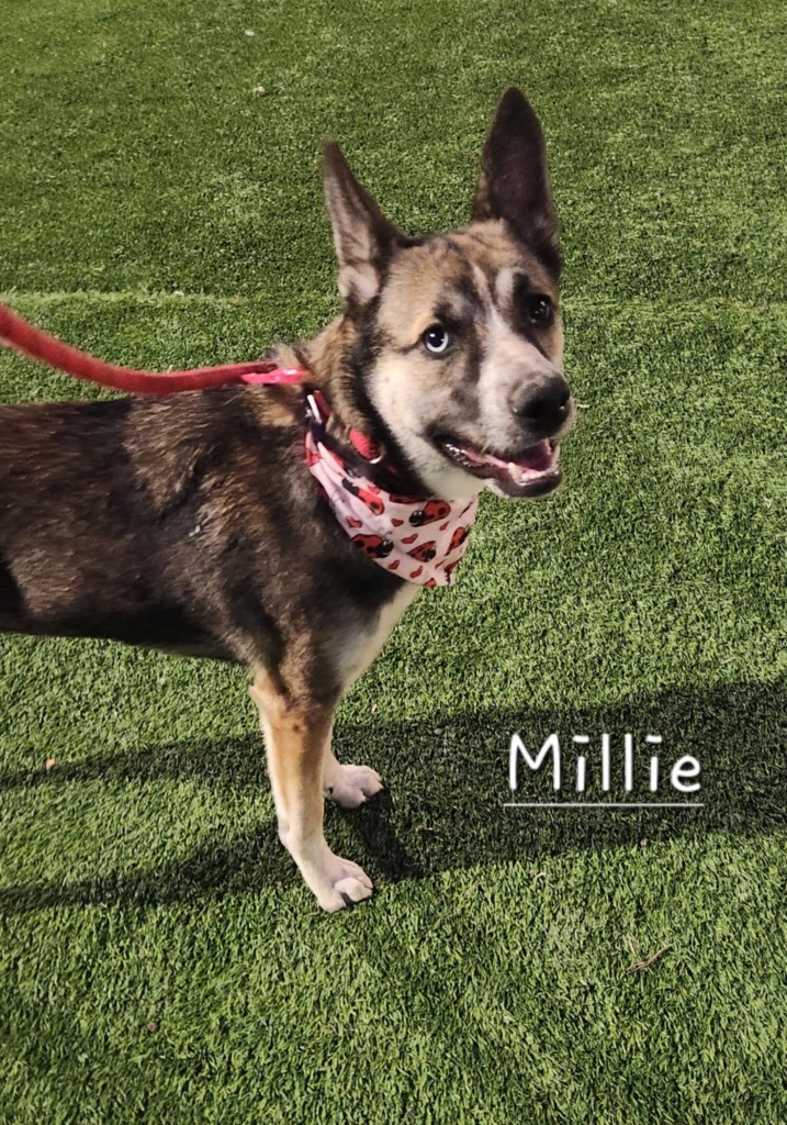 Millie