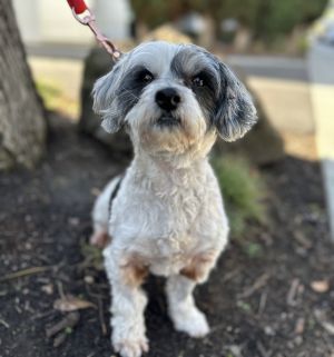 All of our dogs are spayedneutered shots current DHPP Bordetella and Rabies where applicable d