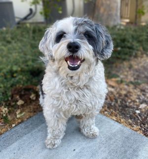 All of our dogs are spayedneutered shots current DHPP Bordetella and Rabies where applicable d