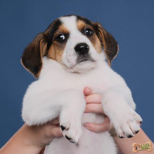 Peach 5187D, an adoptable Foxhound, Mixed Breed in Frankfort, KY, 40601 | Photo Image 2