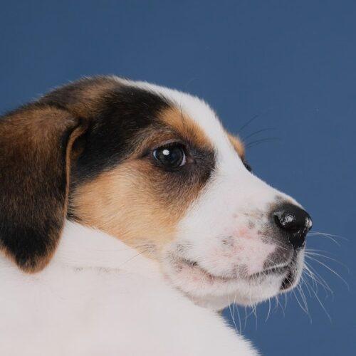 Peach 5187D, an adoptable Foxhound, Mixed Breed in Frankfort, KY, 40601 | Photo Image 3